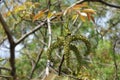 Drooping catkins on branch of walnut in April Royalty Free Stock Photo