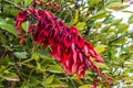 Drooping cluster of exotic red flowers of coral tree.