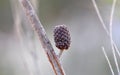 Drooping She-Oak Seed pod