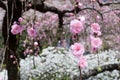 Drooping peach blossoms