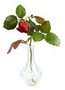 Drooping red rose flower in a glass vase Royalty Free Stock Photo