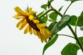 Drooping Sunflower Against White Background