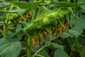 Drooping sunflower seed head Royalty Free Stock Photo