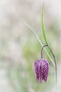 Drooping Tulip a spring meadow wild flower