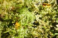 Droopy filmy fern closeup growing from mossy forest floor