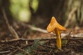 Droopy orange mushroom on forest floor