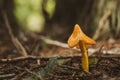 Droopy orange mushroom on forest floor