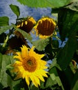 Droopy dying Sunflowers. Wilting leaves. Royalty Free Stock Photo