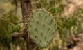 Droopy Yellow Spines On Prickly Pear Cactus