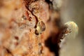 a drop of amber resin flows down a tree trunk Royalty Free Stock Photo