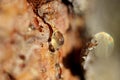 a drop of amber resin flows down a tree trunk Royalty Free Stock Photo