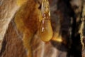 a drop of amber resin flows down a tree trunk Royalty Free Stock Photo