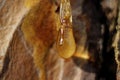 a drop of amber resin flows down a tree trunk Royalty Free Stock Photo