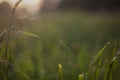 Drop on a blade of grass. Golden hour at dawn. Royalty Free Stock Photo