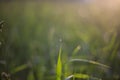 Drop on a blade of grass. Golden hour at dawn. Royalty Free Stock Photo