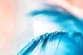 A drop on a blue feather, pastel coloring, pink background. Gentle beautiful macro, artistic image. Selective focus Royalty Free Stock Photo