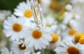A drop of chamomile cosmetic oil flows from the pipette on a background of white medicinal flowers