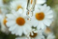Drop of chamomile cosmetic oil flows from the pipette on a background of white medicinal flowers and is reflected in it on a