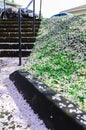 Drop cherry blossom petals on pathway and near outdoor stairs with handrail in Seattle, WA
