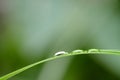 A drop of dew on a blade of grass