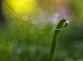 A drop of dew on a blade of grass