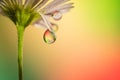 Drop of dew on a chamomile petal hangs down