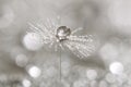 A drop of dew on a dandelion. Macro of dandelion art work.