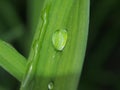 A drop of dew on a green blade of grass. Royalty Free Stock Photo