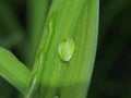 A drop of dew on a green blade of grass. Royalty Free Stock Photo