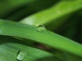 A drop of dew on a green blade of grass. Royalty Free Stock Photo