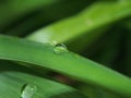 A drop of dew on a green blade of grass. Royalty Free Stock Photo