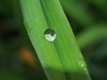 A drop of dew on a green blade of grass. Royalty Free Stock Photo