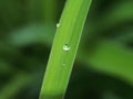 A drop of dew on a green blade of grass. Royalty Free Stock Photo