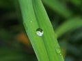 A drop of dew on a green blade of grass. Royalty Free Stock Photo