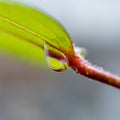 A drop of dew on a green leaf of a hibiscus bush Royalty Free Stock Photo