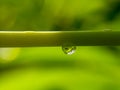 Drop of dew on a green leaf stem in nature against a blurry background in the morning, drop of dew on a green leaf stem in the for Royalty Free Stock Photo