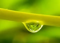 Drop of dew on a green leaf stem in nature against a blurry background in the morning, drop of dew on a green leaf stem in the for Royalty Free Stock Photo