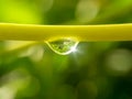 Drop of dew on a green leaf stem in nature against a blurry background in the morning, drop of dew on a green leaf stem in the for Royalty Free Stock Photo