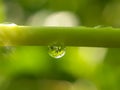 Drop of dew on a green leaf stem in nature against a blurry background in the morning, drop of dew on a green leaf stem in the for Royalty Free Stock Photo