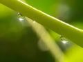 Drop of dew on a green leaf stem in nature against a blurry background in the morning, drop of dew on a green leaf stem in the for Royalty Free Stock Photo