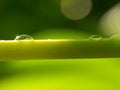 Drop of dew on a green leaf stem in nature against a blurry background in the morning, drop of dew on a green leaf stem in the for Royalty Free Stock Photo