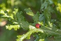 A drop of dew on a ladybug sitting on a green leaf of a thistle Royalty Free Stock Photo