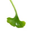 Drop of dew on a leaf of ginkgo Royalty Free Stock Photo