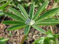 A drop of dew on the leaf Lupin Royalty Free Stock Photo