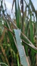 a drop of dew on a leaf in the morning in the rainy season Royalty Free Stock Photo