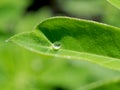 Drop of dew on a light green leaf lit by the sun Royalty Free Stock Photo