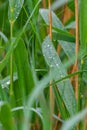 Drop of dew in morning on leaf Royalty Free Stock Photo