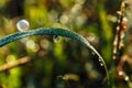 Drop of dew in morning on leaf Royalty Free Stock Photo