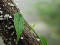 Beautiful green leaf with drops of water. Drop of dew in morning on leaf with morning sun light Royalty Free Stock Photo