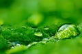 Drop of dew in morning on leaf with sun light Royalty Free Stock Photo
